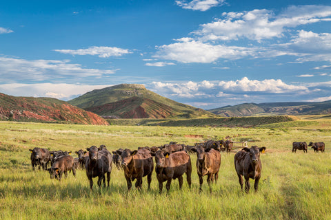 Grass-Fed vs. Grass-Finished: What It Means For Milk And Tallow